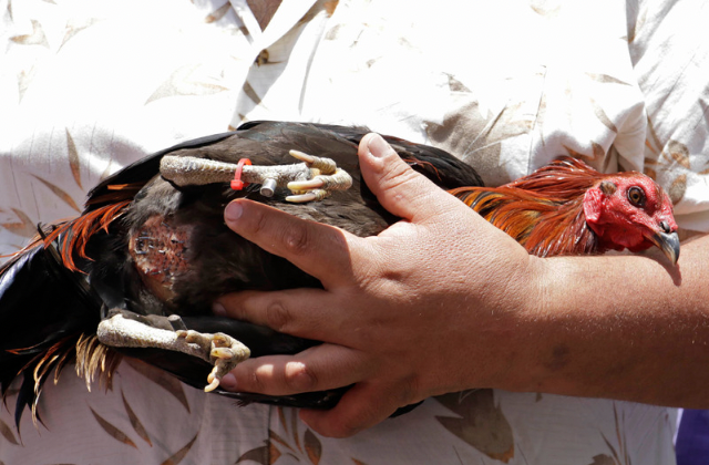 En México, 3 millones de peleas de gallos al año: son legales