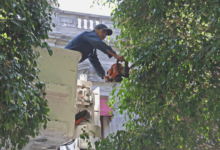 Sustituirán 6 árboles del Centro Histórico de Puebla