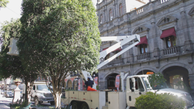 Sustituirán 6 árboles del Centro Histórico de Puebla