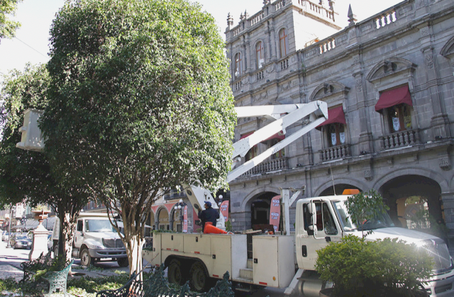 Sustituirán 6 árboles del Centro Histórico de Puebla