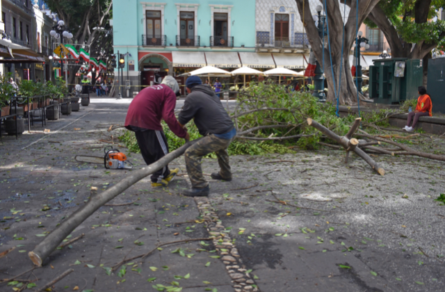 Ayuntamiento de Puebla ha atendido más de 50 reportes sobre árboles caídos