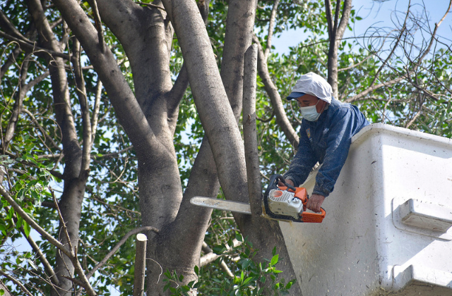 Ayuntamiento de Puebla ha atendido más de 50 reportes sobre árboles caídos