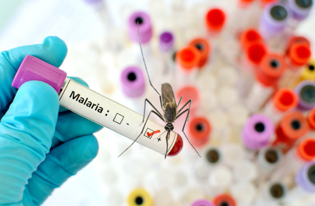 Paludismo o malaria, la enfermedad que mata a un niño cada 2 minutos