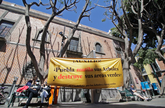 Esta semana definen sanción para quien podó árboles en Plaza de la Democracia