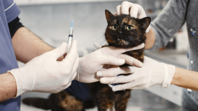 Hallan en Vietnam 2 mil gatos muertos para medicina tradicional
