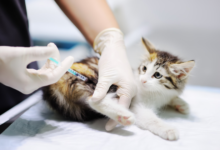 Hallan en Vietnam 2 mil gatos muertos para medicina tradicional