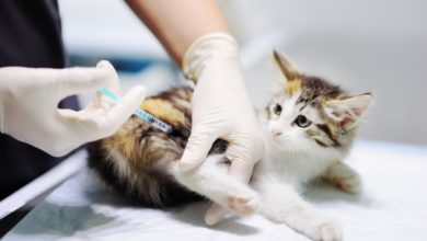 Hallan en Vietnam 2 mil gatos muertos para medicina tradicional