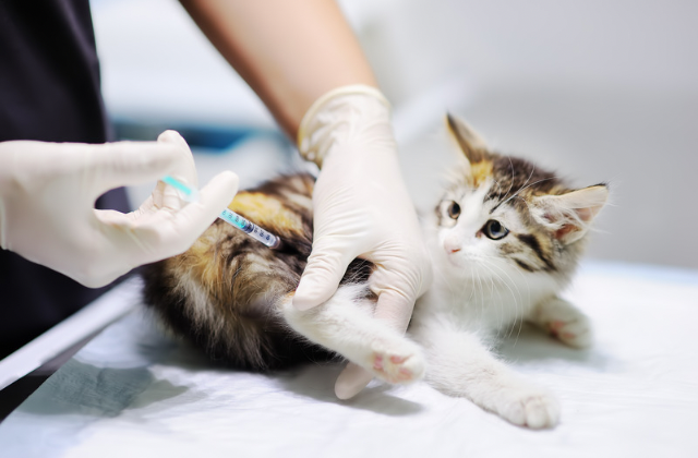 Hallan en Vietnam 2 mil gatos muertos para medicina tradicional