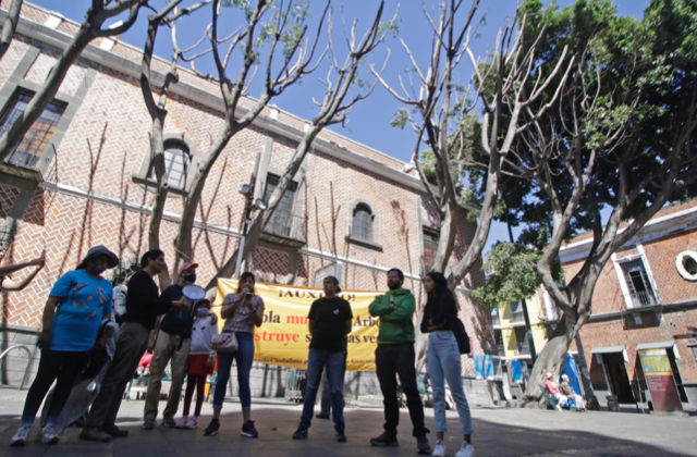 Esta semana definen sanción para quien podó árboles en Plaza de la Democracia