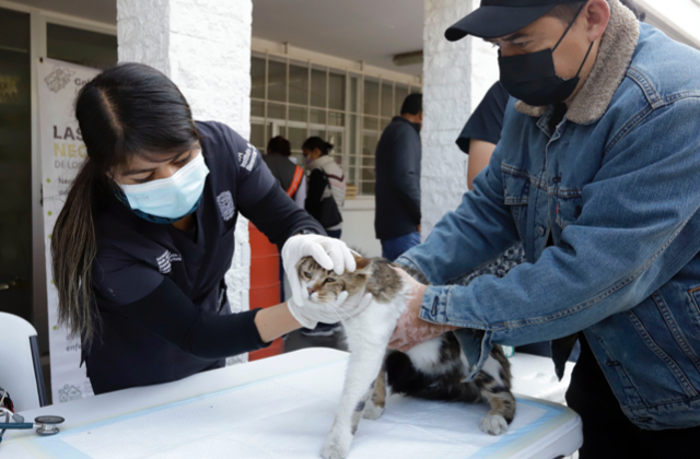 Ayuntamiento recibe hasta 20 reportes diarios sobre animales maltratados