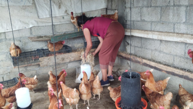 Bienestar apoya producción de huevo para autoconsumo en 72 municipios