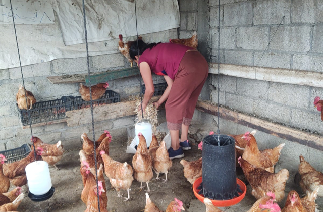 Bienestar apoya producción de huevo para autoconsumo en 72 municipios