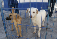 Construirán centro de atención especial para perros y gatos en Amalucan