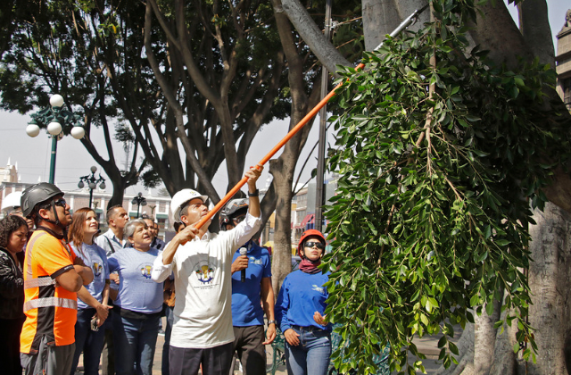 Expertos de Universidad Autónoma Chapingo revisan árboles patrimoniales