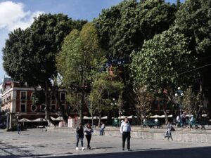 El Ayuntamiento de Puebla revisa 10 mil árboles en diversas zonas de la capital como parte de acciones preventivas ante la temporada de lluvias y para evitar riesgos por caídas.