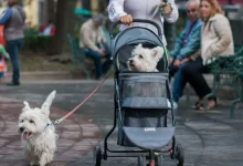 Una nueva propuesta presentada en el Congreso de la Ciudad de México busca que los "perrhijos" y otras mascotas reciban una manutención económica obligatoria tras el divorcio o separación de sus dueños, estableciendo reglas claras sobre custodia, gastos veterinarios y alimentación.