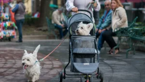 Una nueva propuesta presentada en el Congreso de la Ciudad de México busca que los "perrhijos" y otras mascotas reciban una manutención económica obligatoria tras el divorcio o separación de sus dueños, estableciendo reglas claras sobre custodia, gastos veterinarios y alimentación.