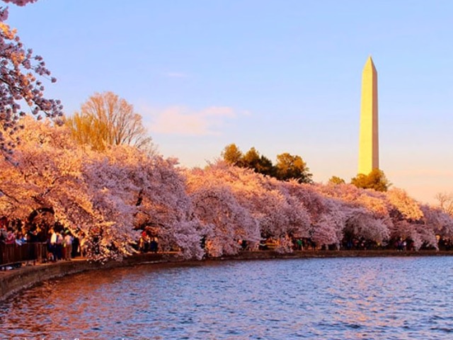 Cerezos en flor alrededor del Tidal Basin en Washington D. C. durante la temporada primaveral.
