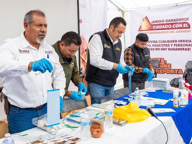 Médicos veterinarios instalando trampas para prevenir el Gusano Barrenador del Ganado en la Sierra Negra de Puebla.