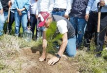 El Ayuntamiento de Puebla logró sembrar 50 mil árboles en diversas zonas de la capital poblana. Así lo informó el regidor Rodrigo Durán, quien destacó que se cumplió con la meta establecida al inicio de la administración.