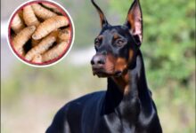 El Servicio Nacional de Sanidad, Inocuidad y Calidad Agroalimentaria (Senasica) encendió las alertas sanitarias en la capital del país tras confirmar el primer caso activo de miasis por gusano barrenador del ganado (Cochliomyia hominivorax) en la Ciudad de México.