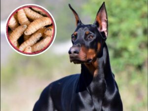 El Servicio Nacional de Sanidad, Inocuidad y Calidad Agroalimentaria (Senasica) encendió las alertas sanitarias en la capital del país tras confirmar el primer caso activo de miasis por gusano barrenador del ganado (Cochliomyia hominivorax) en la Ciudad de México.