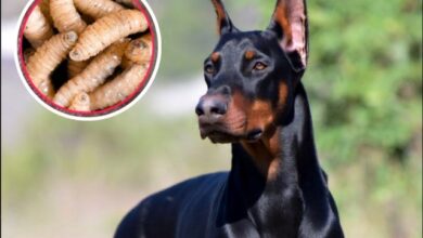El Servicio Nacional de Sanidad, Inocuidad y Calidad Agroalimentaria (Senasica) encendió las alertas sanitarias en la capital del país tras confirmar el primer caso activo de miasis por gusano barrenador del ganado (Cochliomyia hominivorax) en la Ciudad de México.