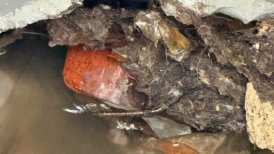 Trabajos de desazolve de emergencia y limpieza fueron desplegados por el Gobierno Municipal de San Martín Texmelucan en la zona de La Joya-El Cerrito, luego de que un taponamiento masivo de basura y escombro en el colector sanitario provocara el retorno de aguas residuales y afectara a cinco viviendas.