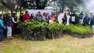 En un esfuerzo coordinado para mitigar el impacto ambiental y asegurar los recursos hídricos de la región, el Gobierno Municipal de Zacatlán puso en marcha una jornada de restauración ecológica en la comunidad de Metepec