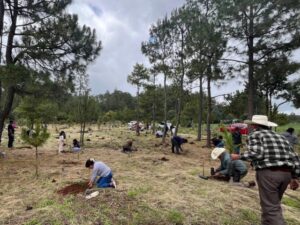 En un esfuerzo coordinado para mitigar el impacto ambiental y asegurar los recursos hídricos de la región, el Gobierno Municipal de Zacatlán puso en marcha una jornada de restauración ecológica en la comunidad de Metepec