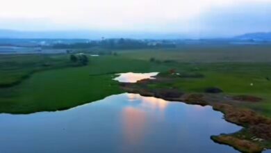Con el uso de maquinaria estatal y en estrecha colaboración con el ayuntamiento local, la Secretaría de Medio Ambiente puso en marcha un plan de rescate integral en la Laguna de Chignahuapan, el cual tiene como meta eliminar 2 mil 200 toneladas de lirio acuático