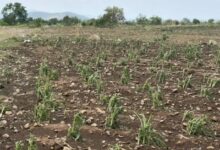 La Secretaría de Desarrollo Rural (SDR) inició el levantamiento de daños en la región de Atlixco, luego de que las recientes trombas afectaran al menos 48 hectáreas de cultivos
