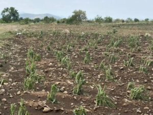 La Secretaría de Desarrollo Rural (SDR) inició el levantamiento de daños en la región de Atlixco, luego de que las recientes trombas afectaran al menos 48 hectáreas de cultivos