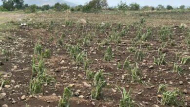 La Secretaría de Desarrollo Rural (SDR) inició el levantamiento de daños en la región de Atlixco, luego de que las recientes trombas afectaran al menos 48 hectáreas de cultivos