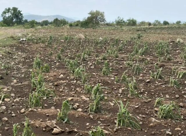 La Secretaría de Desarrollo Rural (SDR) inició el levantamiento de daños en la región de Atlixco, luego de que las recientes trombas afectaran al menos 48 hectáreas de cultivos