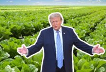 El expresidente y mandatario estadounidense, Donald Trump, volvió a encender las alarmas en el sector agroalimentario al advertir sobre posibles gravámenes a la lechuga importada desde México