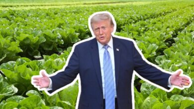 El expresidente y mandatario estadounidense, Donald Trump, volvió a encender las alarmas en el sector agroalimentario al advertir sobre posibles gravámenes a la lechuga importada desde México