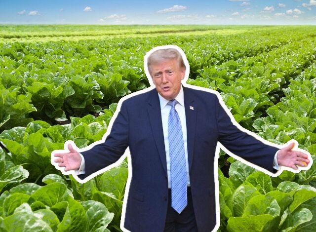 El expresidente y mandatario estadounidense, Donald Trump, volvió a encender las alarmas en el sector agroalimentario al advertir sobre posibles gravámenes a la lechuga importada desde México