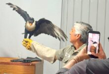 Elementos del Cuerpo de Bomberos de San Martín Texmelucan, en coordinación con el Sistema Municipal DIF y la Procuraduría Federal de Protección al Ambiente (PROFEPA), pusieron bajo resguardo a un ejemplar de caracara común