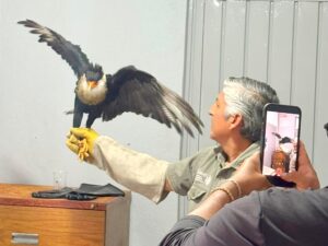 Elementos del Cuerpo de Bomberos de San Martín Texmelucan, en coordinación con el Sistema Municipal DIF y la Procuraduría Federal de Protección al Ambiente (PROFEPA), pusieron bajo resguardo a un ejemplar de caracara común