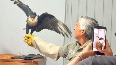 Elementos del Cuerpo de Bomberos de San Martín Texmelucan, en coordinación con el Sistema Municipal DIF y la Procuraduría Federal de Protección al Ambiente (PROFEPA), pusieron bajo resguardo a un ejemplar de caracara común