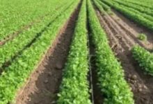 Un brote histórico de diarrea explosiva mantiene en alerta a las autoridades de Estados Unidos, quienes investigan si cargamentos de cilantro y perejil procedentes del centro de México