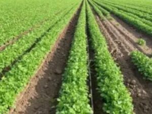 Un brote histórico de diarrea explosiva mantiene en alerta a las autoridades de Estados Unidos, quienes investigan si cargamentos de cilantro y perejil procedentes del centro de México