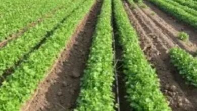 Un brote histórico de diarrea explosiva mantiene en alerta a las autoridades de Estados Unidos, quienes investigan si cargamentos de cilantro y perejil procedentes del centro de México