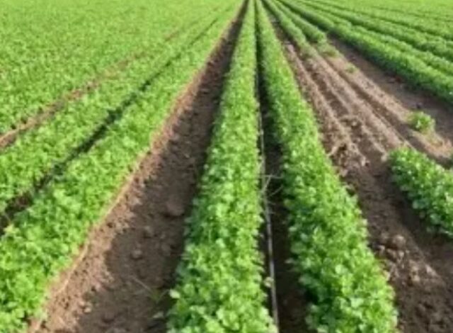 Un brote histórico de diarrea explosiva mantiene en alerta a las autoridades de Estados Unidos, quienes investigan si cargamentos de cilantro y perejil procedentes del centro de México