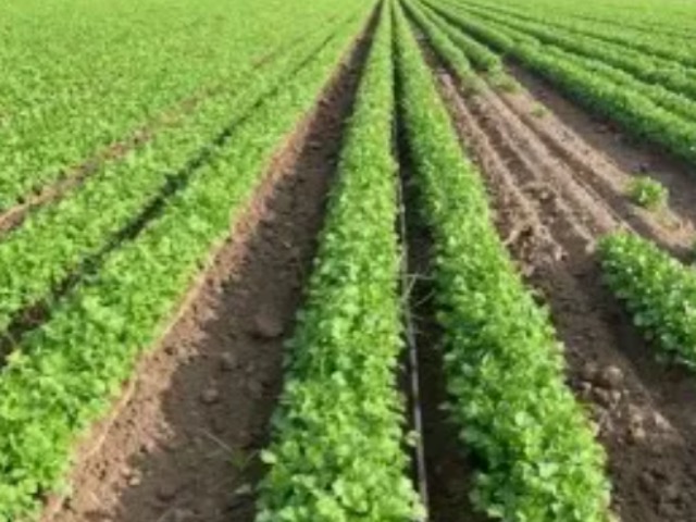 Un brote histórico de diarrea explosiva mantiene en alerta a las autoridades de Estados Unidos, quienes investigan si cargamentos de cilantro y perejil procedentes del centro de México