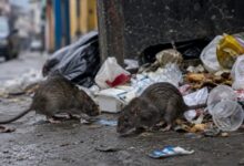 El Ministerio de Salud de Venezuela confirmó este martes el fallecimiento de tres personas a causa de hantavirus en el estado Anzoátegui, en el este del país