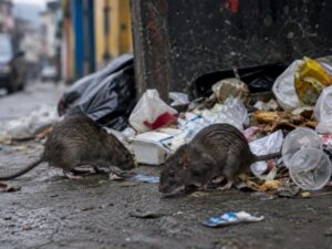 El Ministerio de Salud de Venezuela confirmó este martes el fallecimiento de tres personas a causa de hantavirus en el estado Anzoátegui, en el este del país