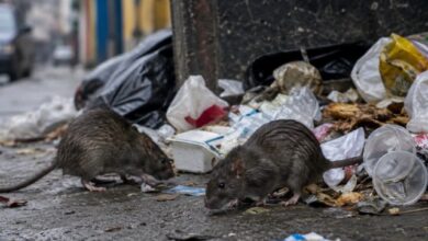 El Ministerio de Salud de Venezuela confirmó este martes el fallecimiento de tres personas a causa de hantavirus en el estado Anzoátegui, en el este del país