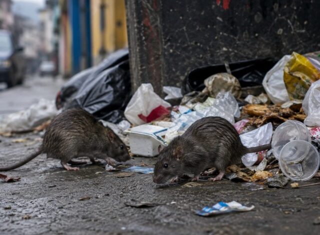 El Ministerio de Salud de Venezuela confirmó este martes el fallecimiento de tres personas a causa de hantavirus en el estado Anzoátegui, en el este del país